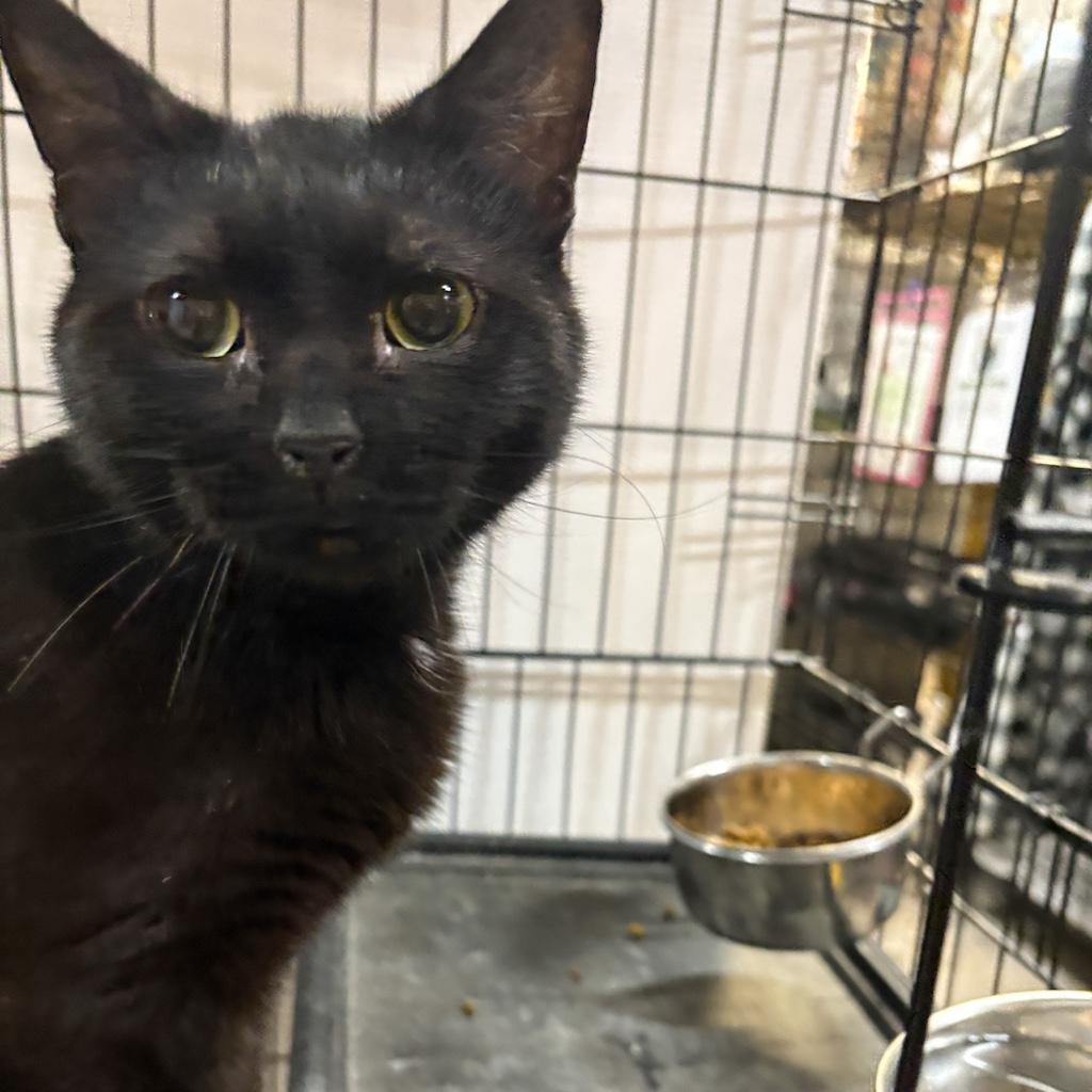 Enlarge Winnie, a Adoptable Domestic Medium Hair in Centerville, GA image 1/1