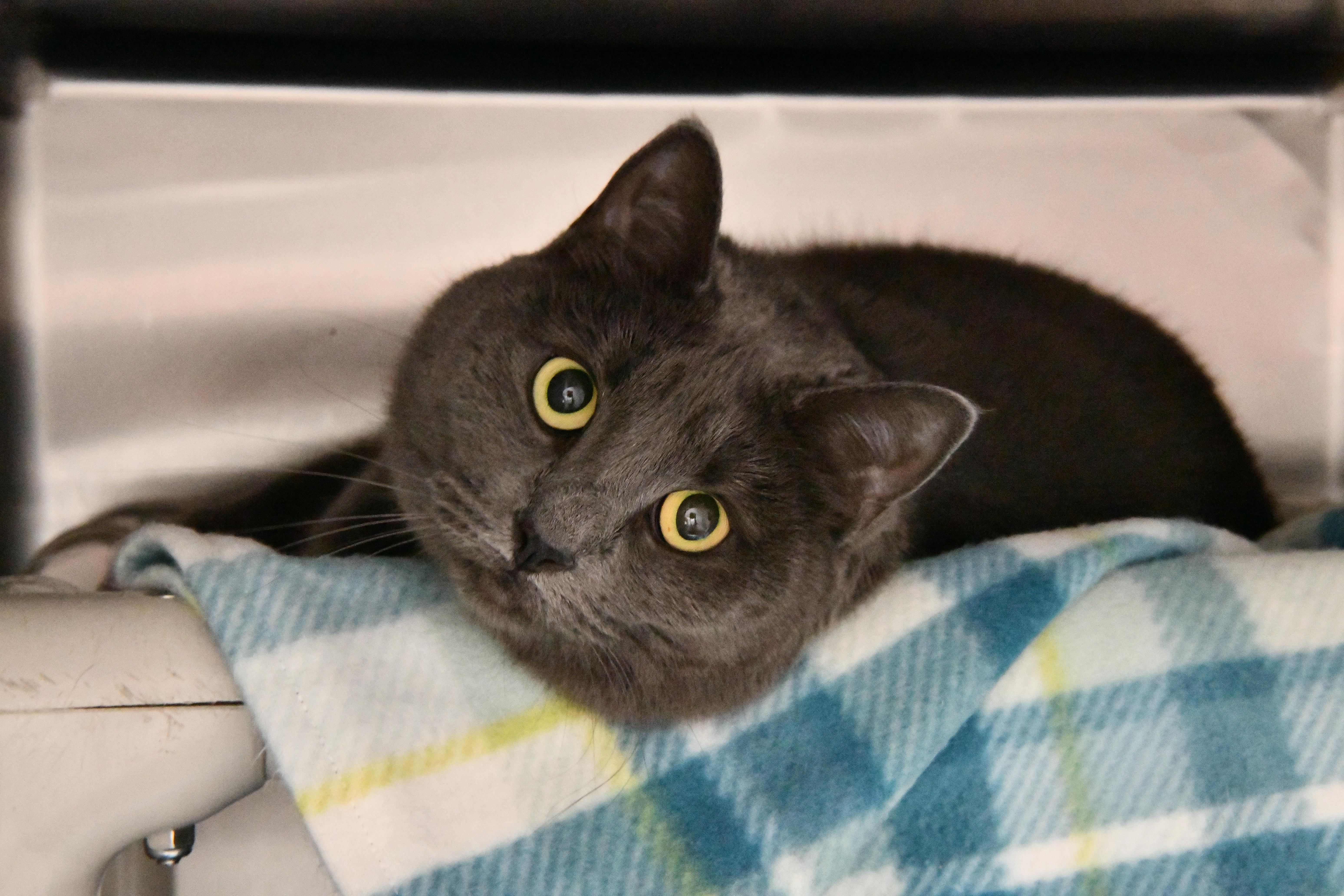 Enlarge Luna, an adopted Domestic Short Hair in Fairhope, AL image 1/1