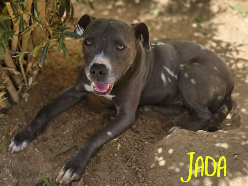 Jada, Adoptable, Young Female American Staffordshire Terrier & Pit Bull Terrier.