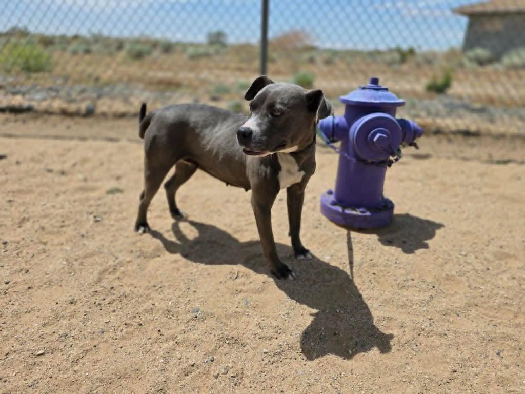 Jada, Adoptable, Young Female American Staffordshire Terrier & Pit Bull Terrier.