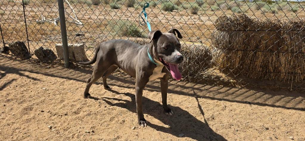 Jada, a Adoptable mixed breed in California City, CA image 2/4