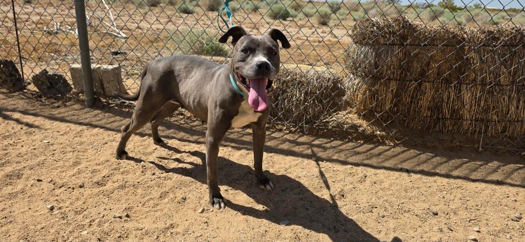 Jada, a Adoptable mixed breed in California City, CA image 4/4