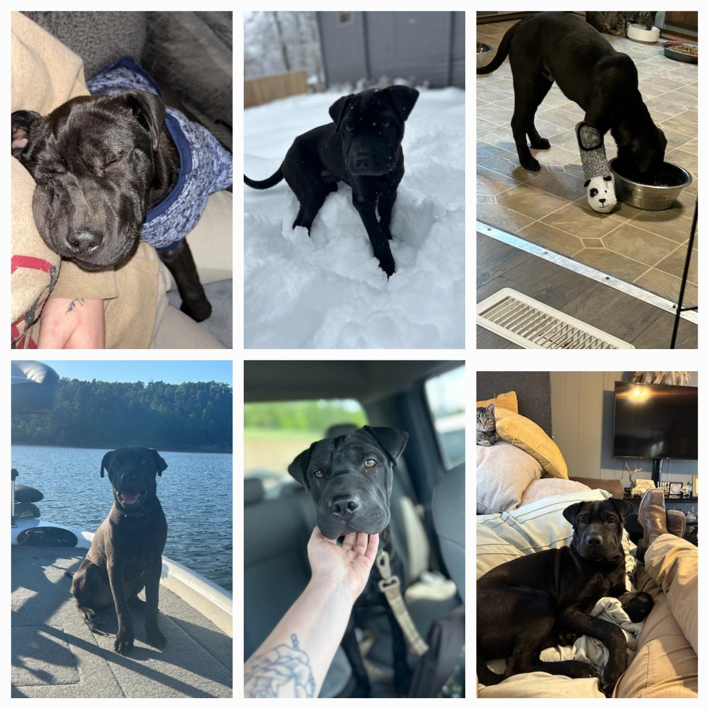 Chomper, a Adopted mixed breed in Lonsdale, AR image 4/4