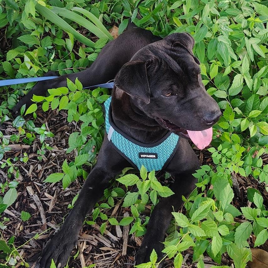 Chomper, a Adopted mixed breed in Lonsdale, AR image 2/4