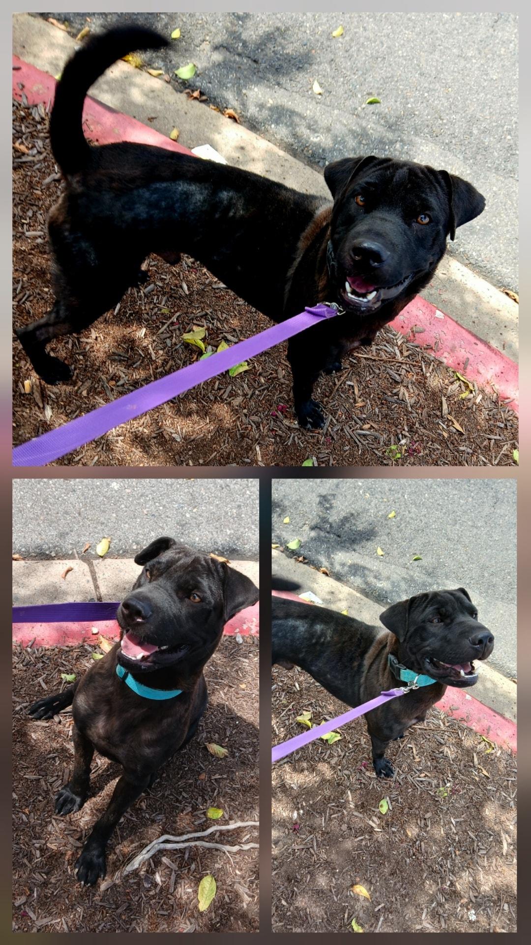 Chomper, a Adopted mixed breed in Lonsdale, AR image 3/4