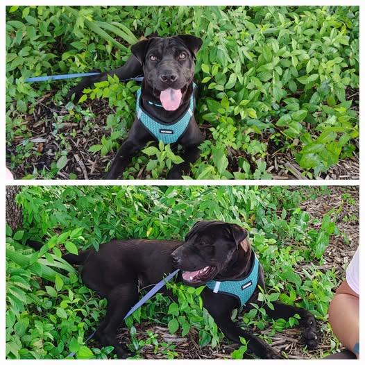 Chomper, a Adopted mixed breed in Lonsdale, AR image 1/4