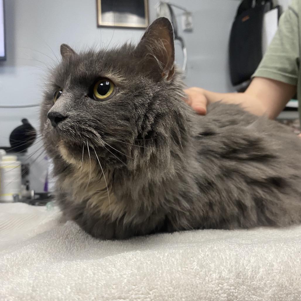 Enlarge Ashley, a Adoptable Domestic Medium Hair in Canastota, NY image 1/4