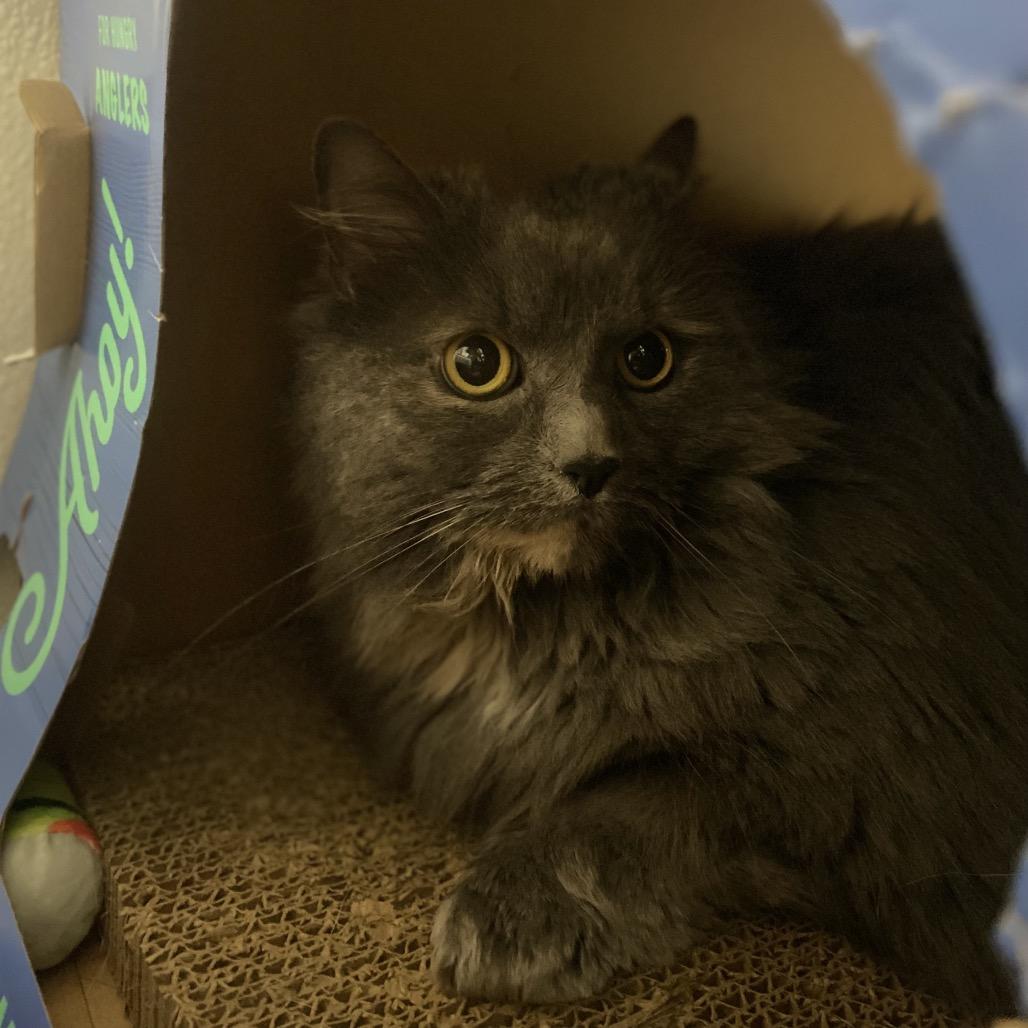 Enlarge Ashley, a Adoptable Domestic Medium Hair in Canastota, NY image 2/4