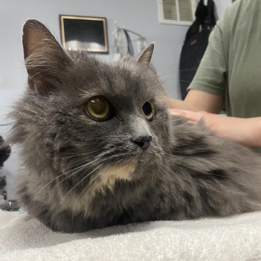 Enlarge Ashley, a Adoptable Domestic Medium Hair in Canastota, NY image 3/4