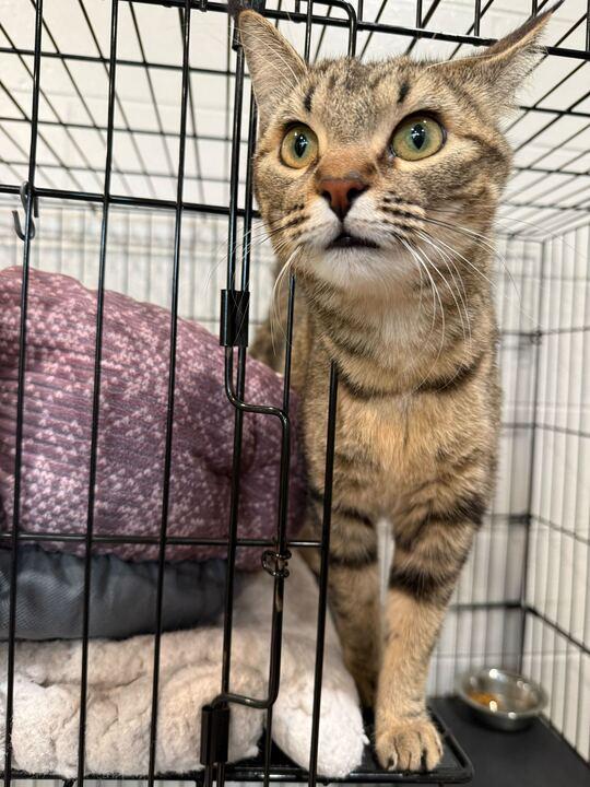 Enlarge Willow Pill, a ADOPTABLE Tabby in Jackson, MI image 2/3