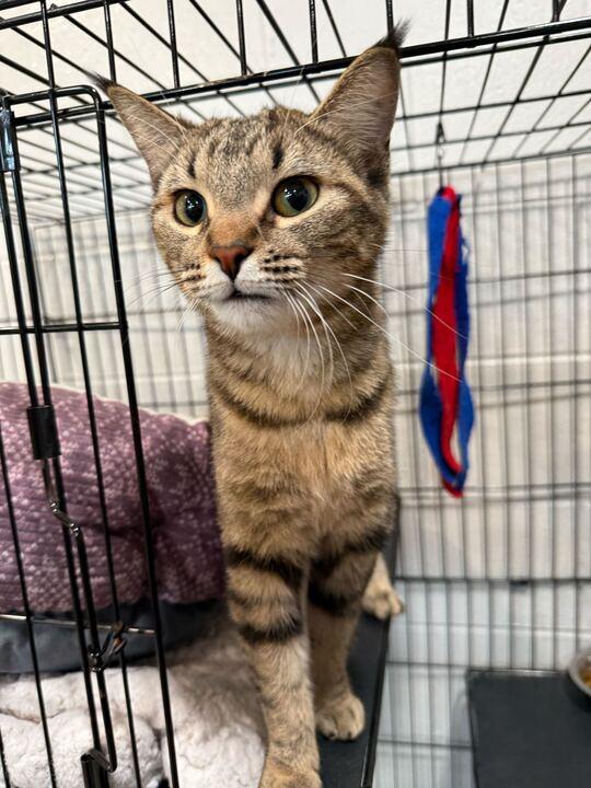 Willow Pill, ADOPTABLE, Adult Female Tabby.