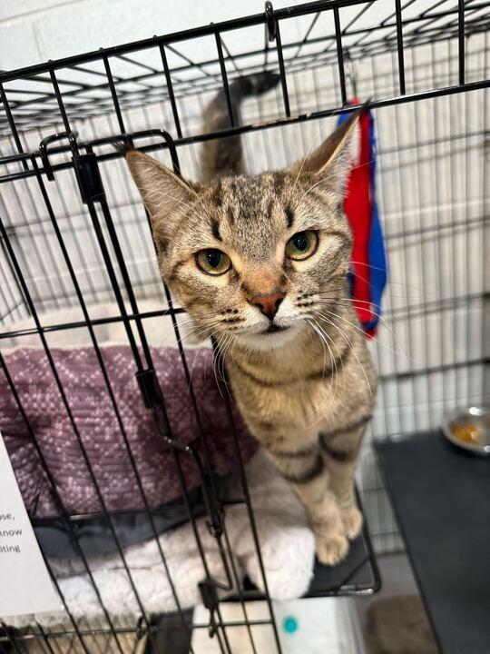 Enlarge Willow Pill, a ADOPTABLE Tabby in Jackson, MI image 3/3