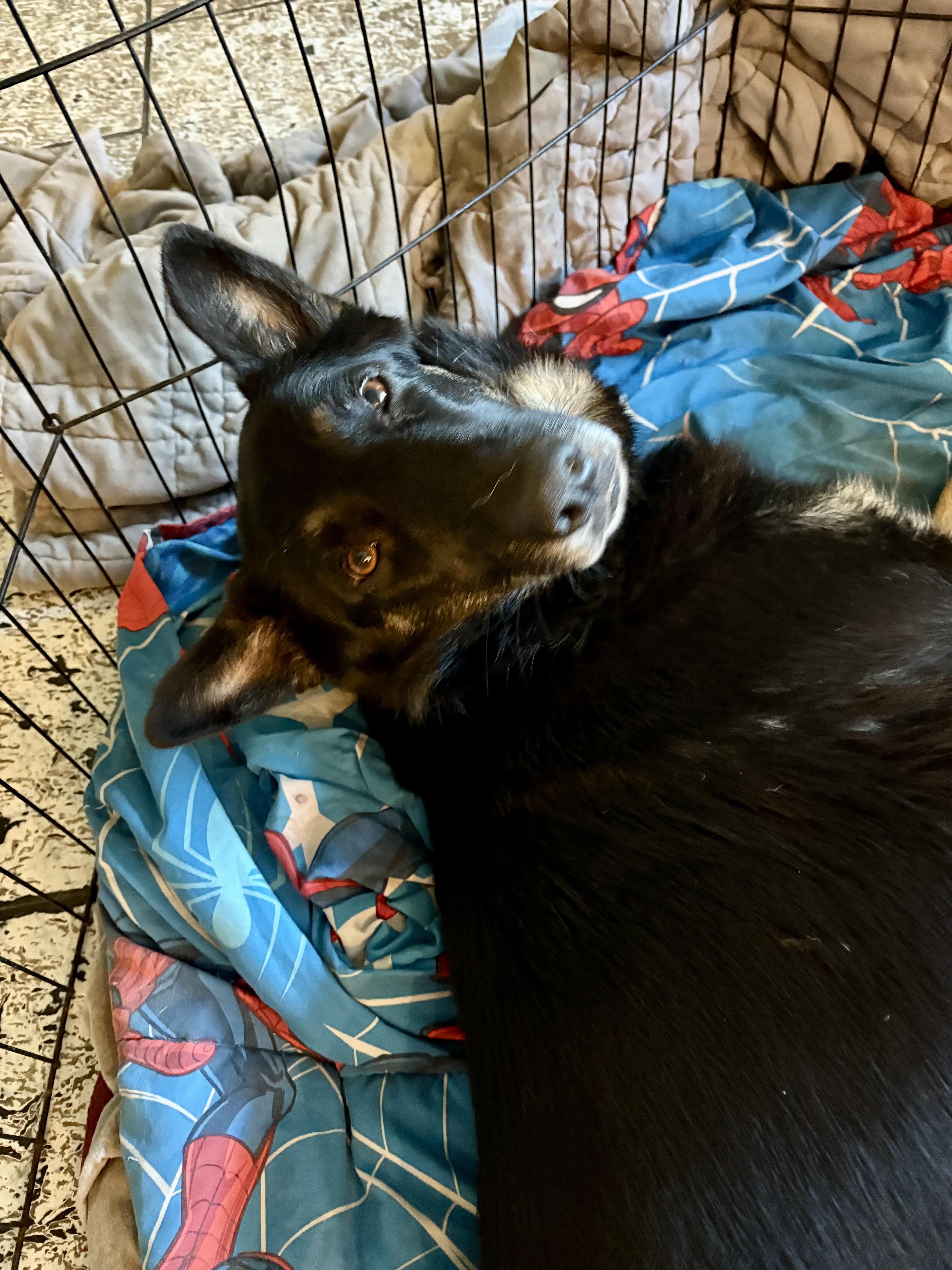 Tilly, ADOPTABLE, Adult Female German Shepherd Dog.
