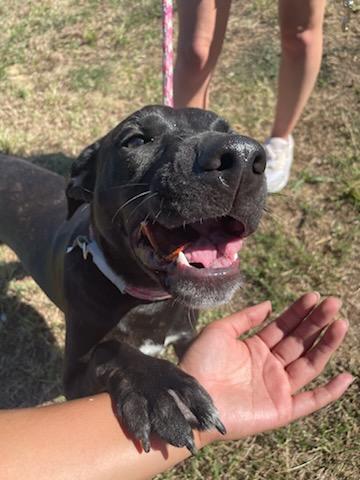 Enlarge Taffy, a Adoptable mixed breed in Greenwood, MS image 1/2