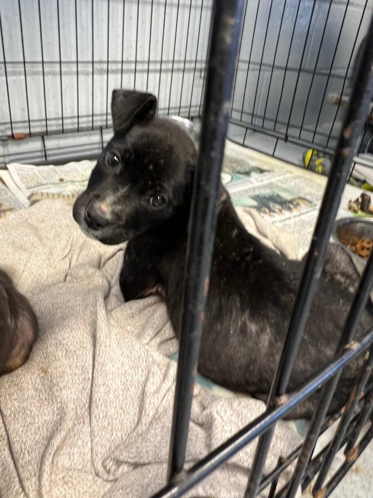 Enlarge Taffy, a Adoptable mixed breed in Greenwood, MS image 2/2