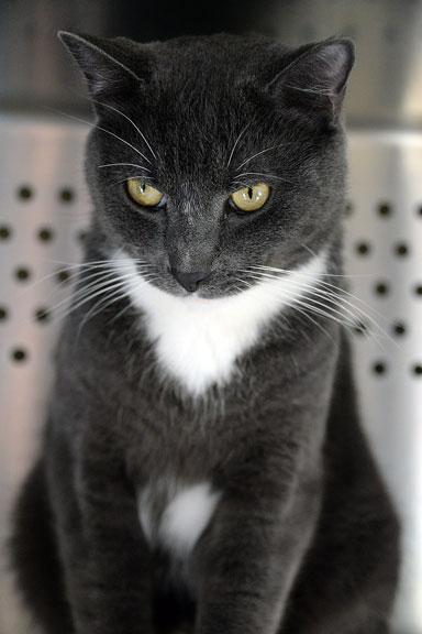 Enlarge Master Splinter, an adopted mixed breed in Fort Leavenworth, KS image 1/6