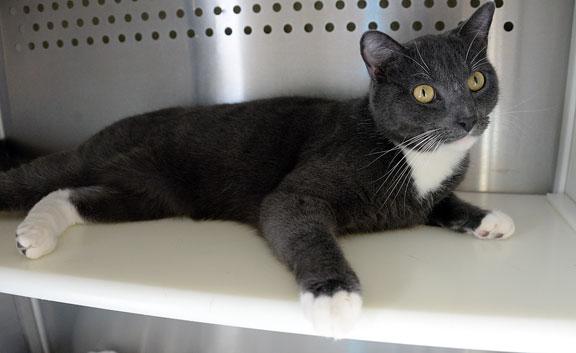 Enlarge Master Splinter, an adopted mixed breed in Fort Leavenworth, KS image 2/6