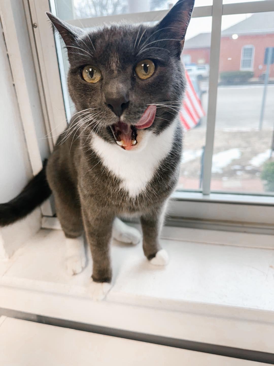 Master Splinter, Adoptable, Adult Male Domestic Short Hair.