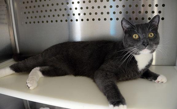 Enlarge Master Splinter, an adopted mixed breed in Fort Leavenworth, KS image 6/6