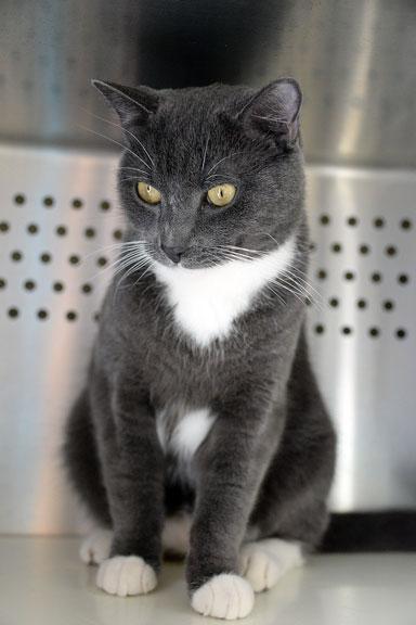 Enlarge Master Splinter, an adopted mixed breed in Fort Leavenworth, KS image 3/6