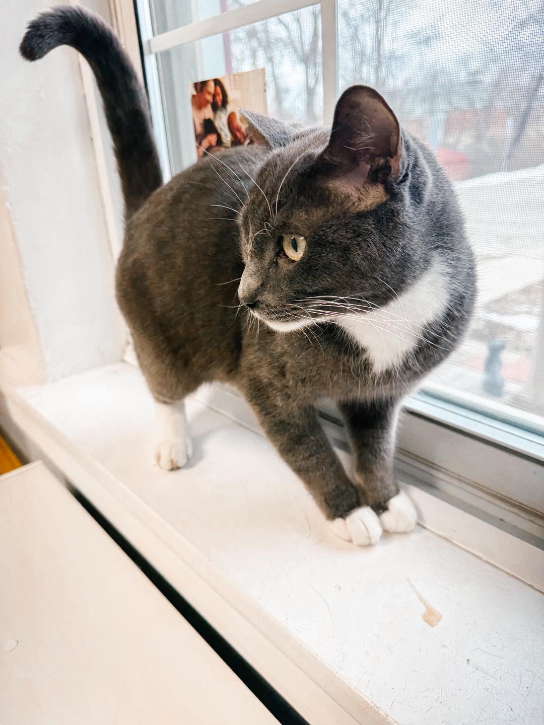 Enlarge Master Splinter, an adopted mixed breed in Fort Leavenworth, KS image 5/6