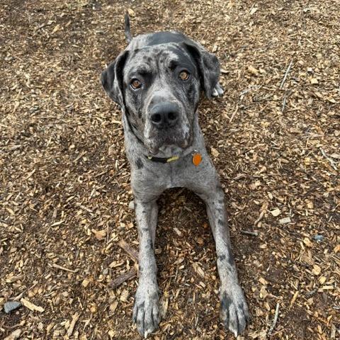 Artemis, a Adoptable mixed breed in Washougal, WA image 1/6