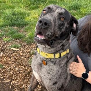 Artemis, a Adoptable mixed breed in Washougal, WA image 2/6