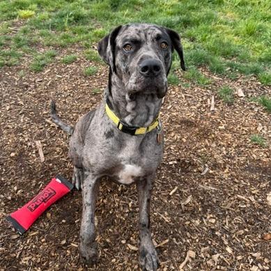 Artemis, a Adoptable mixed breed in Washougal, WA image 3/6