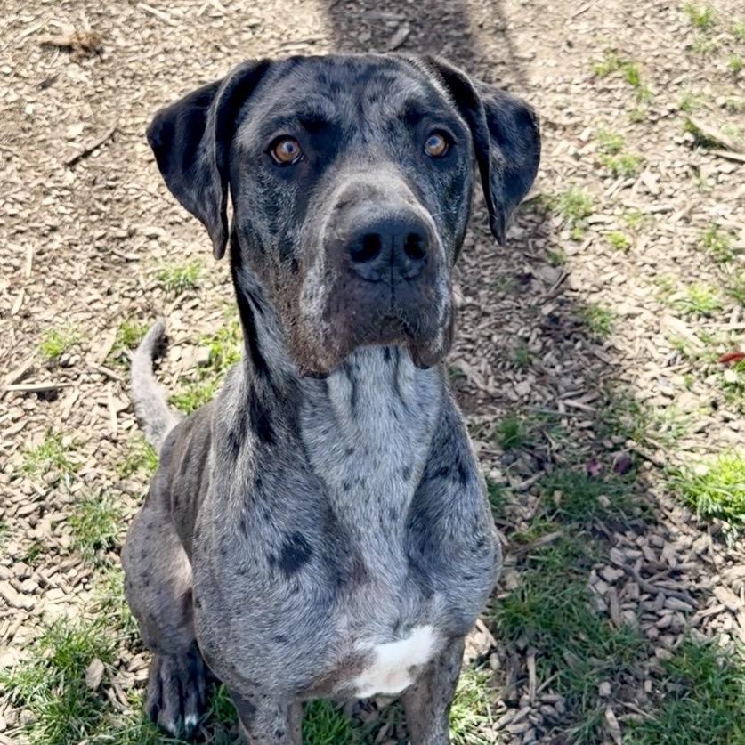 Artemis, a Adoptable mixed breed in Washougal, WA image 4/6