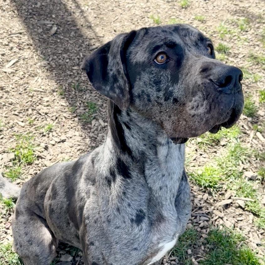 Artemis, a Adoptable mixed breed in Washougal, WA image 5/6