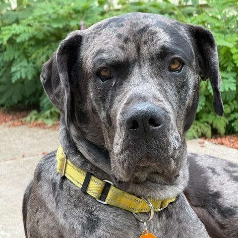 Artemis, a Adoptable mixed breed in Washougal, WA image 6/6