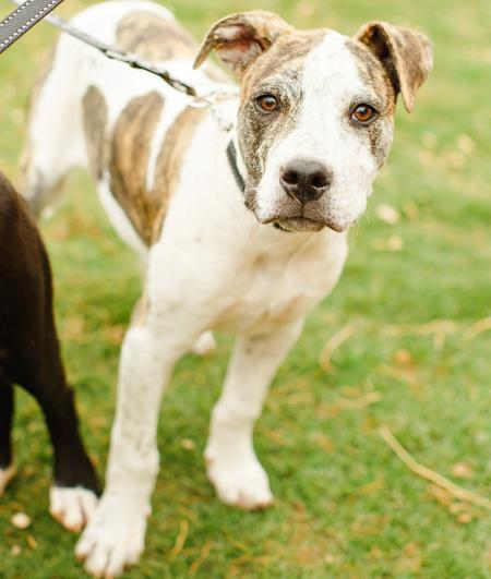 Melon, a Adoptable Pit Bull Terrier in Lubbock, TX image 1/6