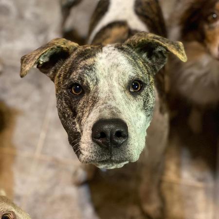 Melon, a Adoptable Pit Bull Terrier in Lubbock, TX image 2/6