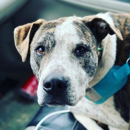 Melon, a Adoptable Pit Bull Terrier in Lubbock, TX image 3/6