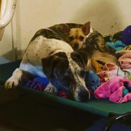 Melon, a Adoptable Pit Bull Terrier in Lubbock, TX image 4/6