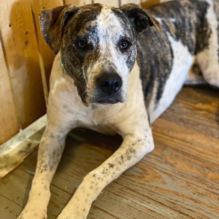 Melon, a Adoptable Pit Bull Terrier in Lubbock, TX image 5/6