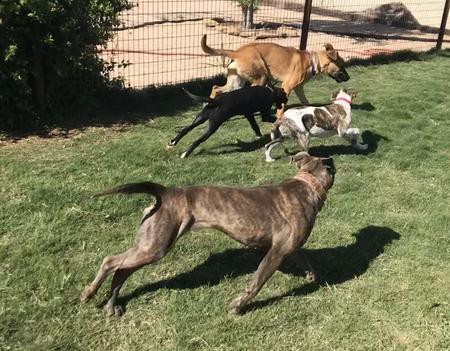 Melon, a Adoptable Pit Bull Terrier in Lubbock, TX image 6/6