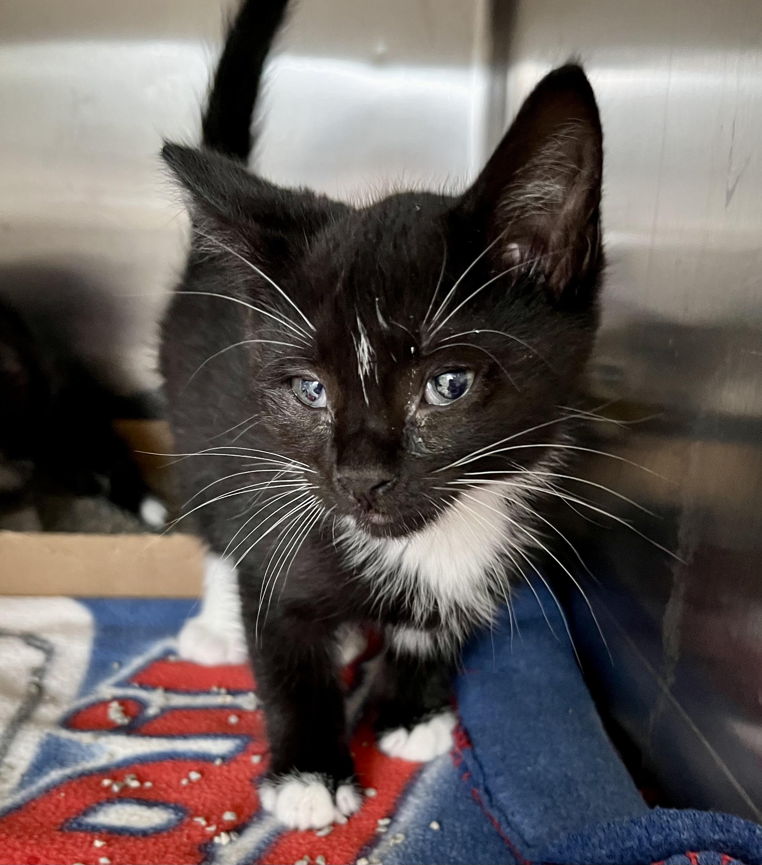 Trinity, Baby Female Domestic Short Hair