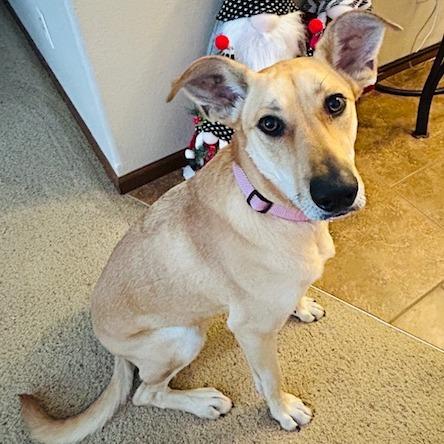 Scarlet, Adoptable, Adult Female Shepherd.