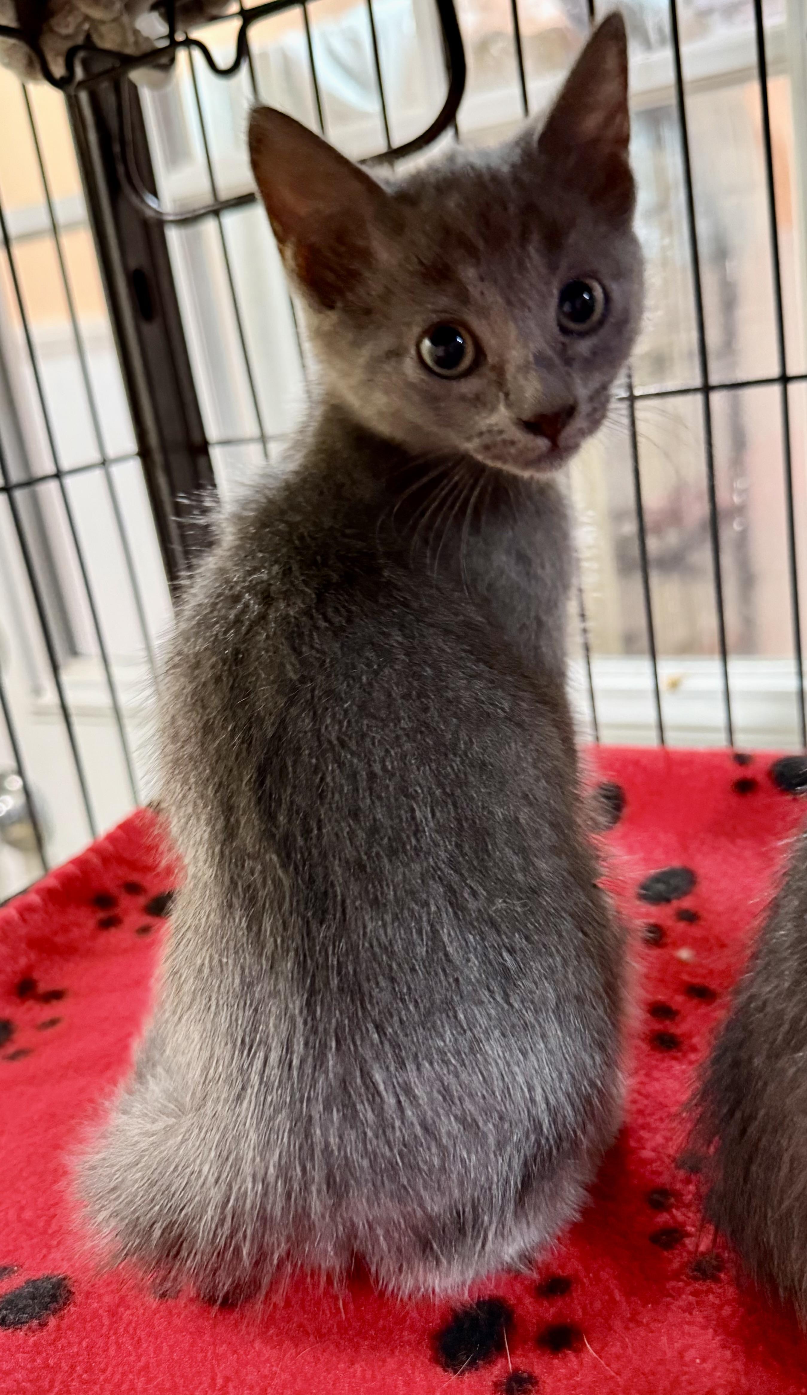 Roger, ADOPTABLE, Kitten Male Russian Blue & Domestic Short Hair.