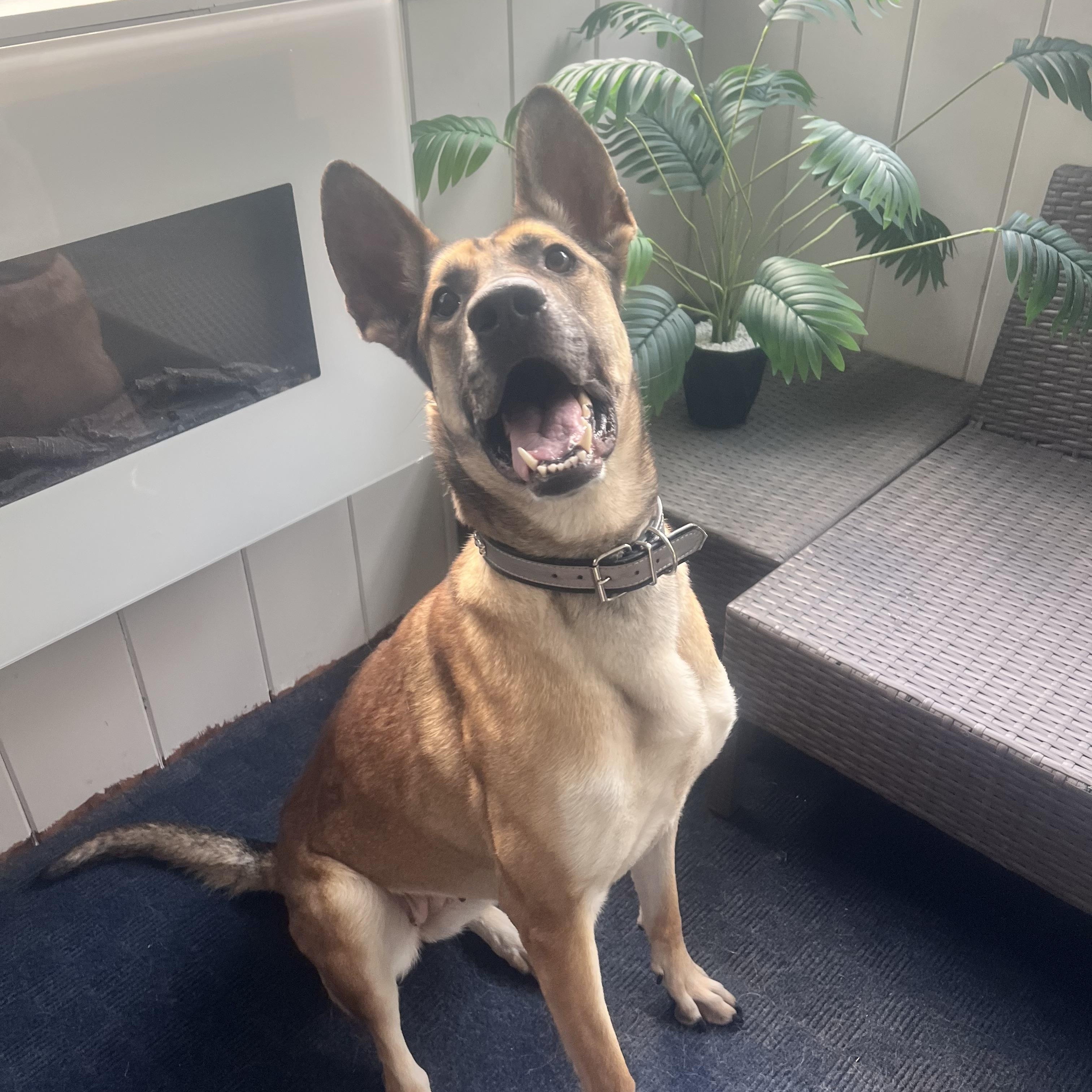 Enlarge Penny, a Adoptable German Shepherd Dog in New Rochelle, NY image 4/5