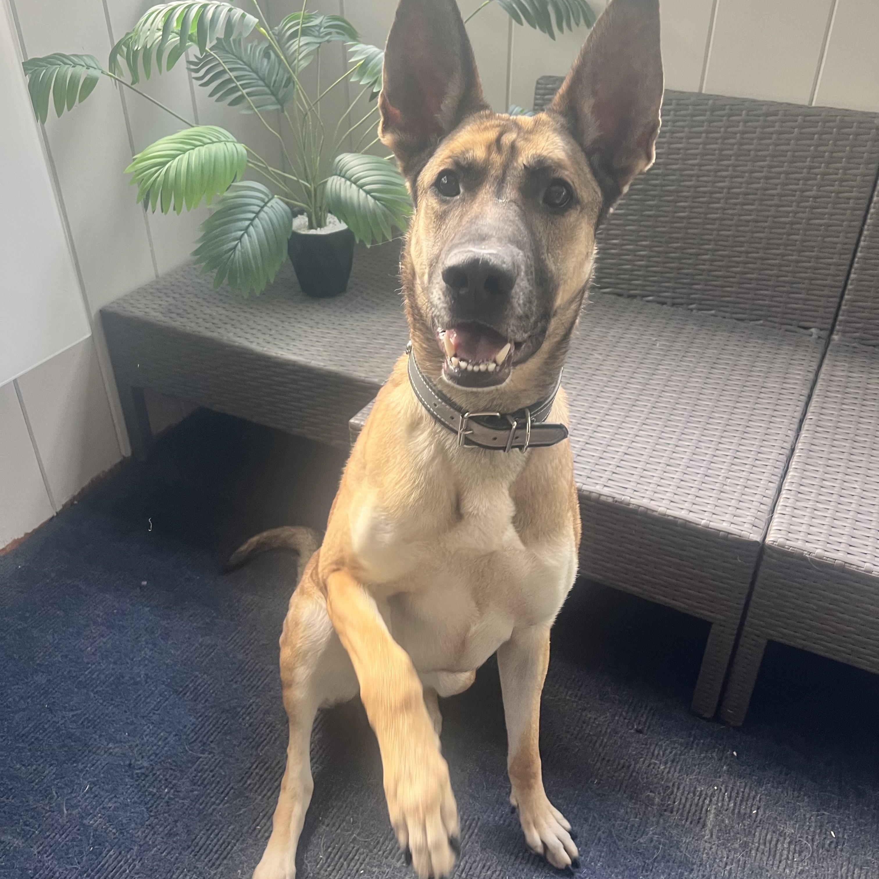 Enlarge Penny, a Adoptable German Shepherd Dog in New Rochelle, NY image 3/5