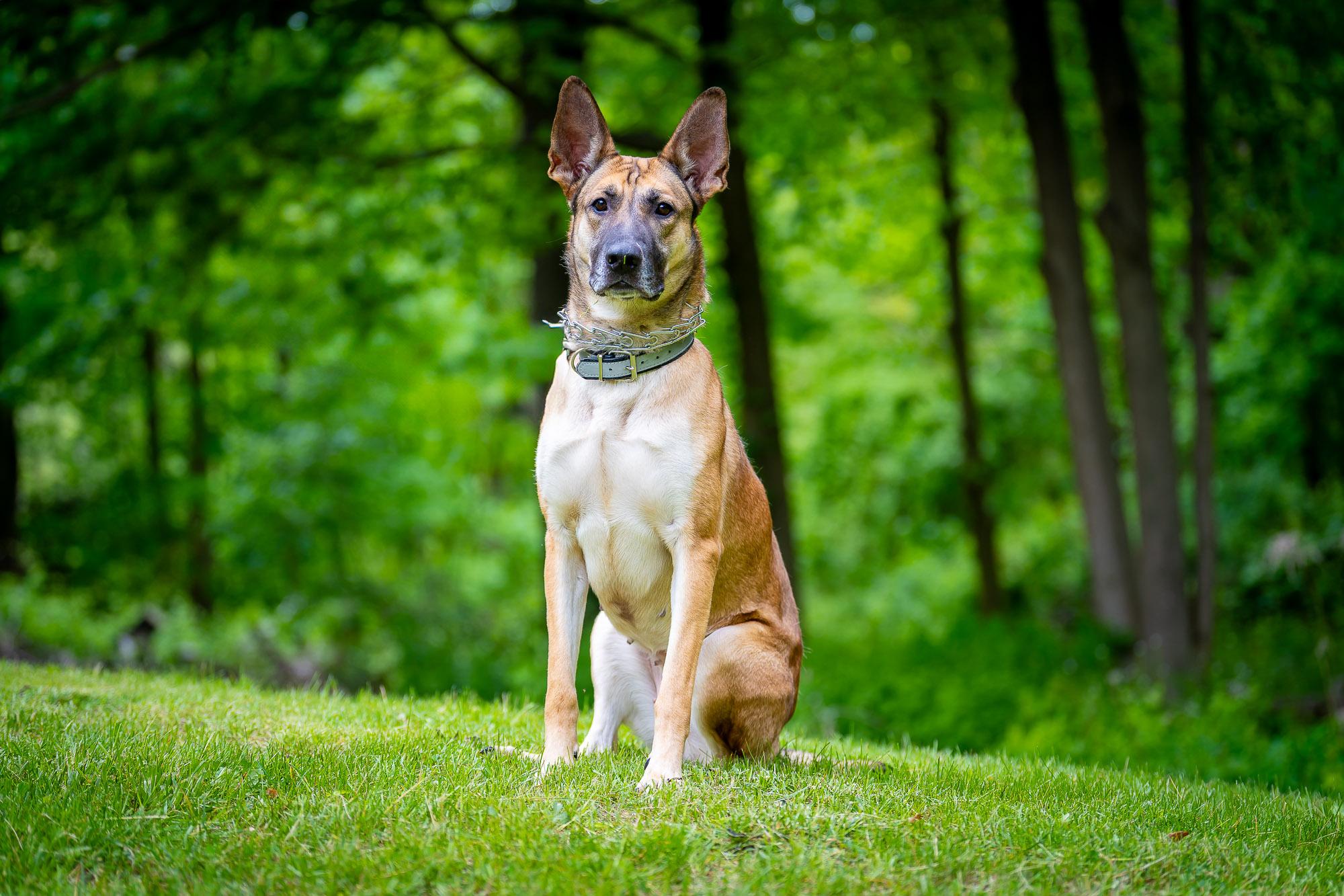 Enlarge Penny, a Adoptable German Shepherd Dog in New Rochelle, NY image 2/5