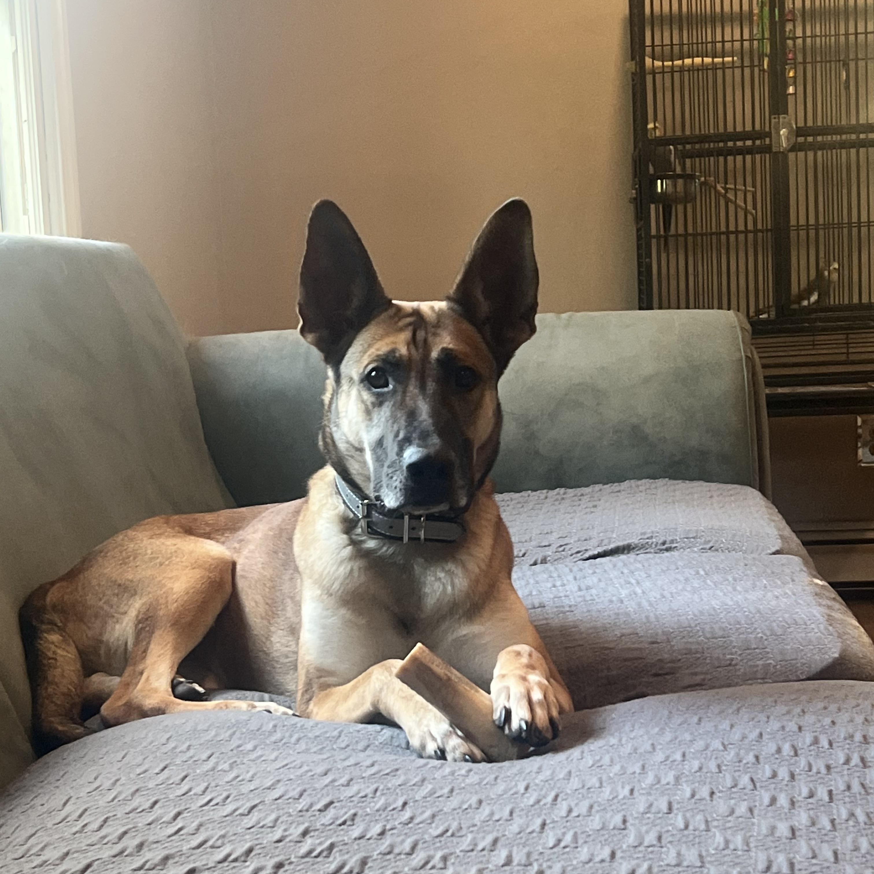 Enlarge Penny, a Adoptable German Shepherd Dog in New Rochelle, NY image 5/5