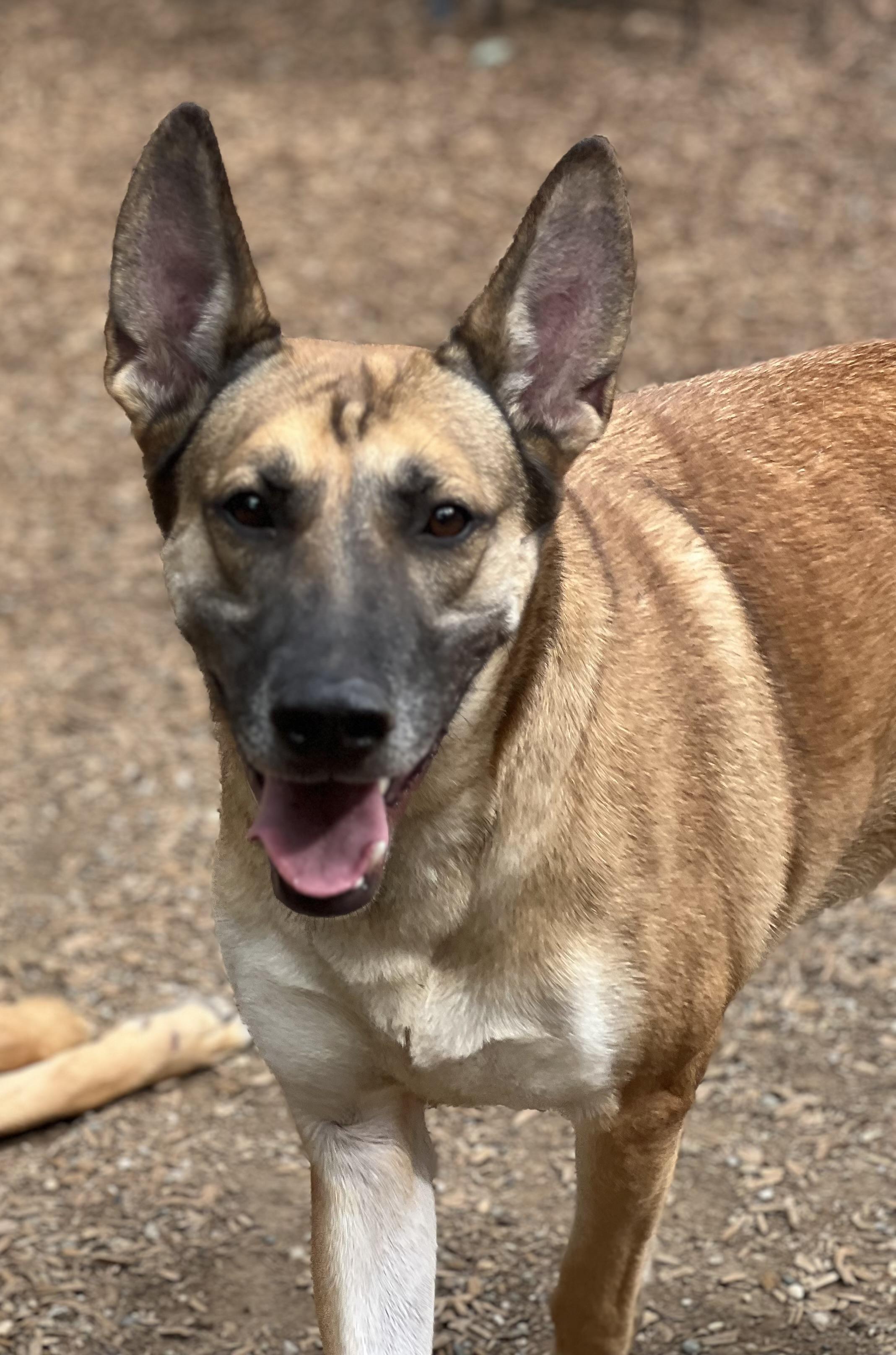 Enlarge Penny, a Adoptable German Shepherd Dog in New Rochelle, NY image 1/5