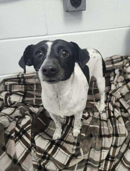 Tink, Adoptable, Adult Female Parson Russell Terrier & Mixed Breed.