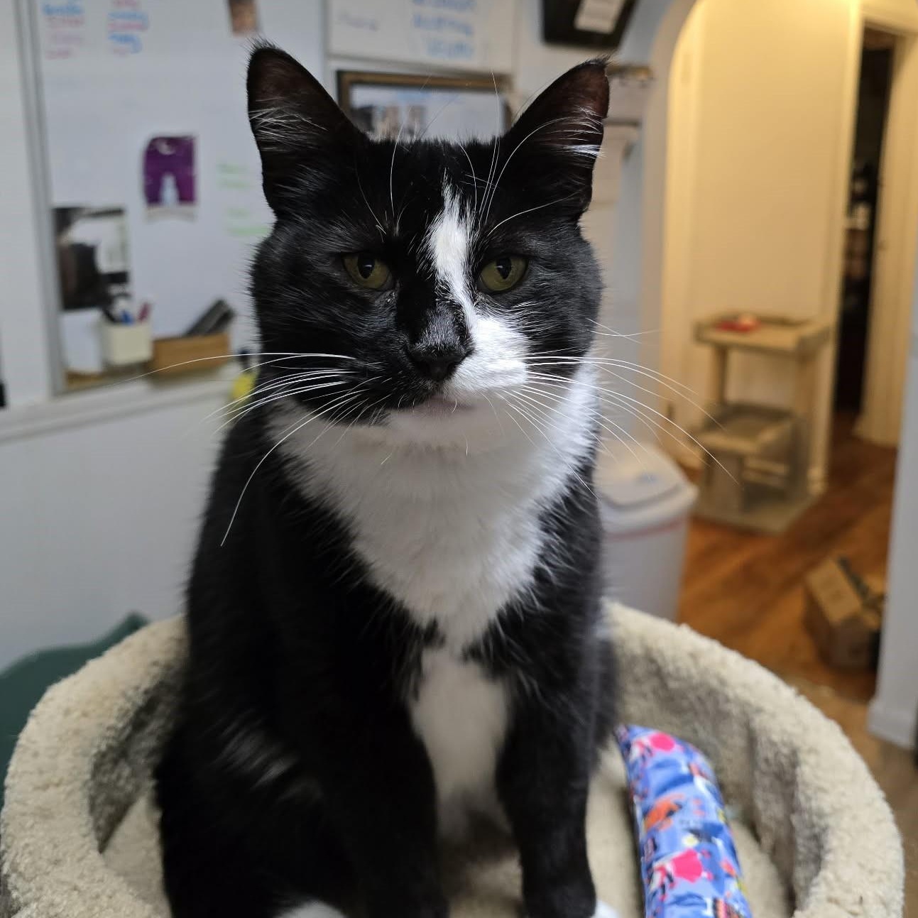 Marnie (LAP CAT!), Adoptable, Adult Female Domestic Short Hair.
