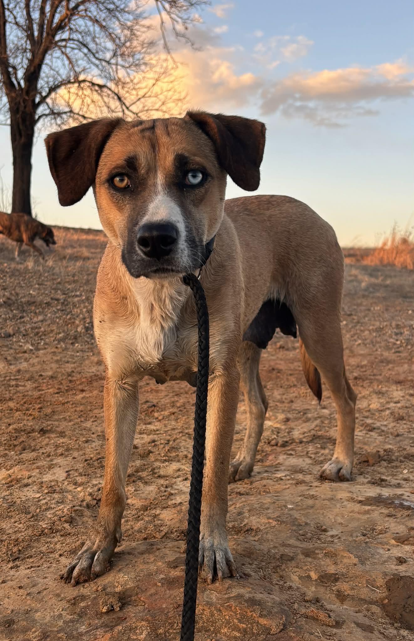 Billie Jean, Adoptable, Adult Female Mixed Breed.