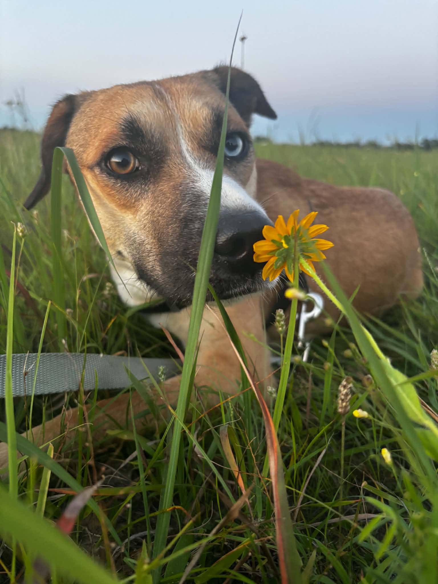 Enlarge Billie Jean, a Adoptable mixed breed in Okemah, OK image 4/4