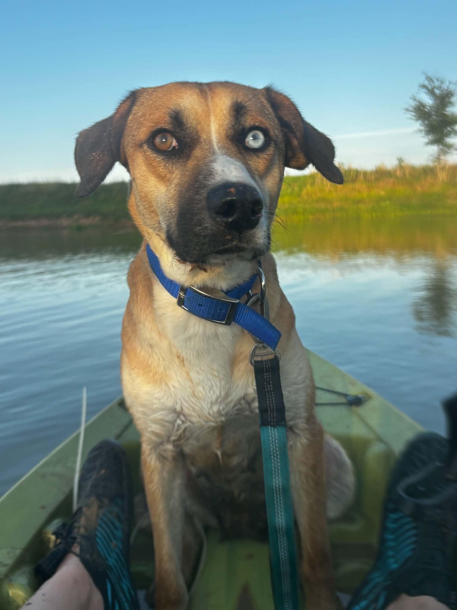 Enlarge Billie Jean, a Adoptable mixed breed in Okemah, OK image 2/4